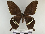 中文名:玉帶鳳蝶(2909-1027)學名:Papilio polytes pasikrates Fruhstorfer, 1908(2909-1027)