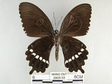 中文名:玉帶鳳蝶(2909-58)學名:Papilio polytes pasikrates Fruhstorfer, 1908(2909-58)