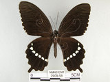 中文名:玉帶鳳蝶(2909-58)學名:Papilio polytes pasikrates Fruhstorfer, 1908(2909-58)