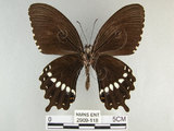 中文名:玉帶鳳蝶(2909-118)學名:Papilio polytes pasikrates Fruhstorfer, 1908(2909-118)