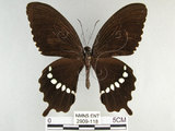 中文名:玉帶鳳蝶(2909-118)學名:Papilio polytes pasikrates Fruhstorfer, 1908(2909-118)