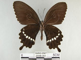 中文名:玉帶鳳蝶(2909-361)學名:Papilio polytes pasikrates Fruhstorfer, 1908(2909-361)