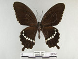 中文名:玉帶鳳蝶(2909-361)學名:Papilio polytes pasikrates Fruhstorfer, 1908(2909-361)