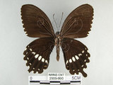 中文名:玉帶鳳蝶(2909-990)學名:Papilio polytes pasikrates Fruhstorfer, 1908(2909-990)