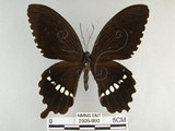 中文名:玉帶鳳蝶(2909-990)學名:Papilio polytes pasikrates Fruhstorfer, 1908(2909-990)