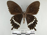 中文名:玉帶鳳蝶(2909-1592)學名:Papilio polytes pasikrates Fruhstorfer, 1908(2909-1592)