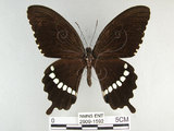 中文名:玉帶鳳蝶(2909-1592)學名:Papilio polytes pasikrates Fruhstorfer, 1908(2909-1592)