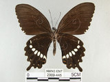 中文名:玉帶鳳蝶(2909-445)學名:Papilio polytes pasikrates Fruhstorfer, 1908(2909-445)