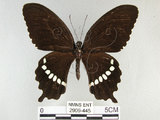 中文名:玉帶鳳蝶(2909-445)學名:Papilio polytes pasikrates Fruhstorfer, 1908(2909-445)