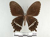 中文名:玉帶鳳蝶(2909-173)學名:Papilio polytes pasikrates Fruhstorfer, 1908(2909-173)