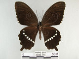 中文名:玉帶鳳蝶(2909-173)學名:Papilio polytes pasikrates Fruhstorfer, 1908(2909-173)