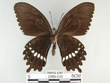 中文名:玉帶鳳蝶(2909-533)學名:Papilio polytes pasikrates Fruhstorfer, 1908(2909-533)