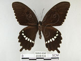 中文名:玉帶鳳蝶(2909-533)學名:Papilio polytes pasikrates Fruhstorfer, 1908(2909-533)