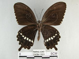 中文名:玉帶鳳蝶(2909-1101)學名:Papilio polytes pasikrates Fruhstorfer, 1908(2909-1101)