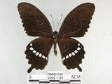 中文名:玉帶鳳蝶(2909-1101)學名:Papilio polytes pasikrates Fruhstorfer, 1908(2909-1101)