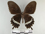 中文名:玉帶鳳蝶(2909-300)學名:Papilio polytes pasikrates Fruhstorfer, 1908(2909-300)