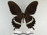 中文名:玉帶鳳蝶(2909-300)學名:Papilio polytes pasikrates Fruhstorfer, 1908(2909-300)