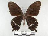 中文名:玉帶鳳蝶(2909-423)學名:Papilio polytes pasikrates Fruhstorfer, 1908(2909-423)