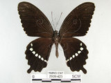 中文名:玉帶鳳蝶(2909-423)學名:Papilio polytes pasikrates Fruhstorfer, 1908(2909-423)