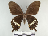 中文名:玉帶鳳蝶(2909-77)學名:Papilio polytes pasikrates Fruhstorfer, 1908(2909-77)