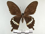 中文名:玉帶鳳蝶(2909-77)學名:Papilio polytes pasikrates Fruhstorfer, 1908(2909-77)