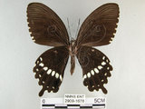 中文名:玉帶鳳蝶(2909-1678)學名:Papilio polytes pasikrates Fruhstorfer, 1908(2909-1678)