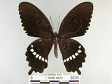 中文名:玉帶鳳蝶(2909-1678)學名:Papilio polytes pasikrates Fruhstorfer, 1908(2909-1678)