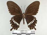 中文名:玉帶鳳蝶(2909-1165)學名:Papilio polytes pasikrates Fruhstorfer, 1908(2909-1165)