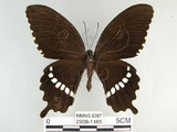 中文名:玉帶鳳蝶(2909-1165)學名:Papilio polytes pasikrates Fruhstorfer, 1908(2909-1165)