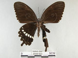 中文名:玉帶鳳蝶(2909-623)學名:Papilio polytes pasikrates Fruhstorfer, 1908(2909-623)