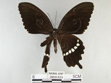 中文名:玉帶鳳蝶(2909-623)學名:Papilio polytes pasikrates Fruhstorfer, 1908(2909-623)