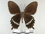 中文名:玉帶鳳蝶(2909-442)學名:Papilio polytes pasikrates Fruhstorfer, 1908(2909-442)