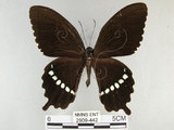 中文名:玉帶鳳蝶(2909-442)學名:Papilio polytes pasikrates Fruhstorfer, 1908(2909-442)