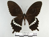 中文名:玉帶鳳蝶(2909-1677)學名:Papilio polytes pasikrates Fruhstorfer, 1908(2909-1677)