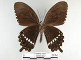 中文名:玉帶鳳蝶(2909-992)學名:Papilio polytes pasikrates Fruhstorfer, 1908(2909-992)