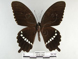 中文名:玉帶鳳蝶(2909-992)學名:Papilio polytes pasikrates Fruhstorfer, 1908(2909-992)