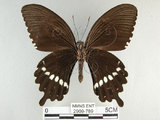 中文名:玉帶鳳蝶(2909-789)學名:Papilio polytes pasikrates Fruhstorfer, 1908(2909-789)