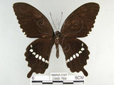 中文名:玉帶鳳蝶(2909-789)學名:Papilio polytes pasikrates Fruhstorfer, 1908(2909-789)