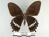 中文名:玉帶鳳蝶(2909-589)學名:Papilio polytes pasikrates Fruhstorfer, 1908(2909-589)