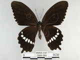 中文名:玉帶鳳蝶(2909-589)學名:Papilio polytes pasikrates Fruhstorfer, 1908(2909-589)