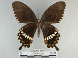 中文名:玉帶鳳蝶(2909-1021)學名:Papilio polytes pasikrates Fruhstorfer, 1908(2909-1021)