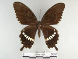 中文名:玉帶鳳蝶(2909-1021)學名:Papilio polytes pasikrates Fruhstorfer, 1908(2909-1021)