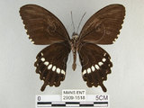 中文名:玉帶鳳蝶(2909-1518)學名:Papilio polytes pasikrates Fruhstorfer, 1908(2909-1518)