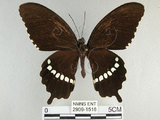 中文名:玉帶鳳蝶(2909-1518)學名:Papilio polytes pasikrates Fruhstorfer, 1908(2909-1518)