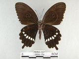 中文名:玉帶鳳蝶(2909-154)學名:Papilio polytes pasikrates Fruhstorfer, 1908(2909-154)