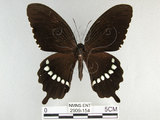 中文名:玉帶鳳蝶(2909-154)學名:Papilio polytes pasikrates Fruhstorfer, 1908(2909-154)