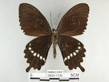 中文名:玉帶鳳蝶(2909-1726)學名:Papilio polytes pasikrates Fruhstorfer, 1908(2909-1726)