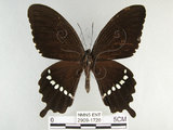 中文名:玉帶鳳蝶(2909-1726)學名:Papilio polytes pasikrates Fruhstorfer, 1908(2909-1726)