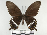 中文名:玉帶鳳蝶(2935-338)學名:Papilio polytes pasikrates Fruhstorfer, 1908(2935-338)