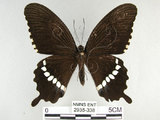 中文名:玉帶鳳蝶(2935-338)學名:Papilio polytes pasikrates Fruhstorfer, 1908(2935-338)